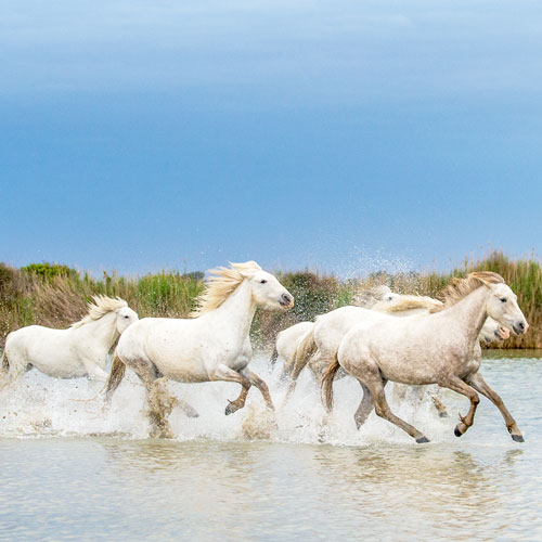 Séjour famille en Camargue