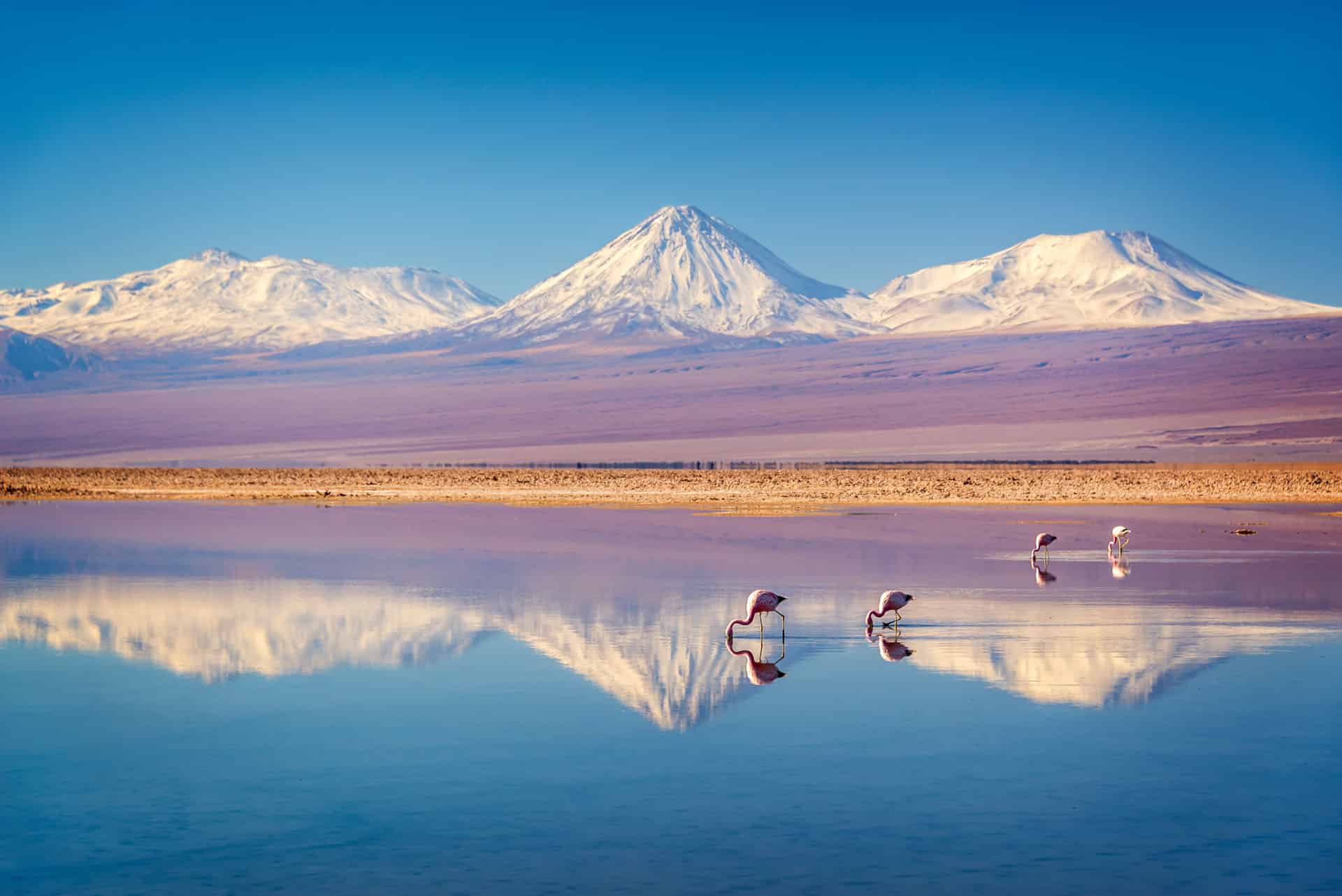 Volcan Licancabur se reflétant dans la lagune Chaxa avec des flamants, Atacama, Chili