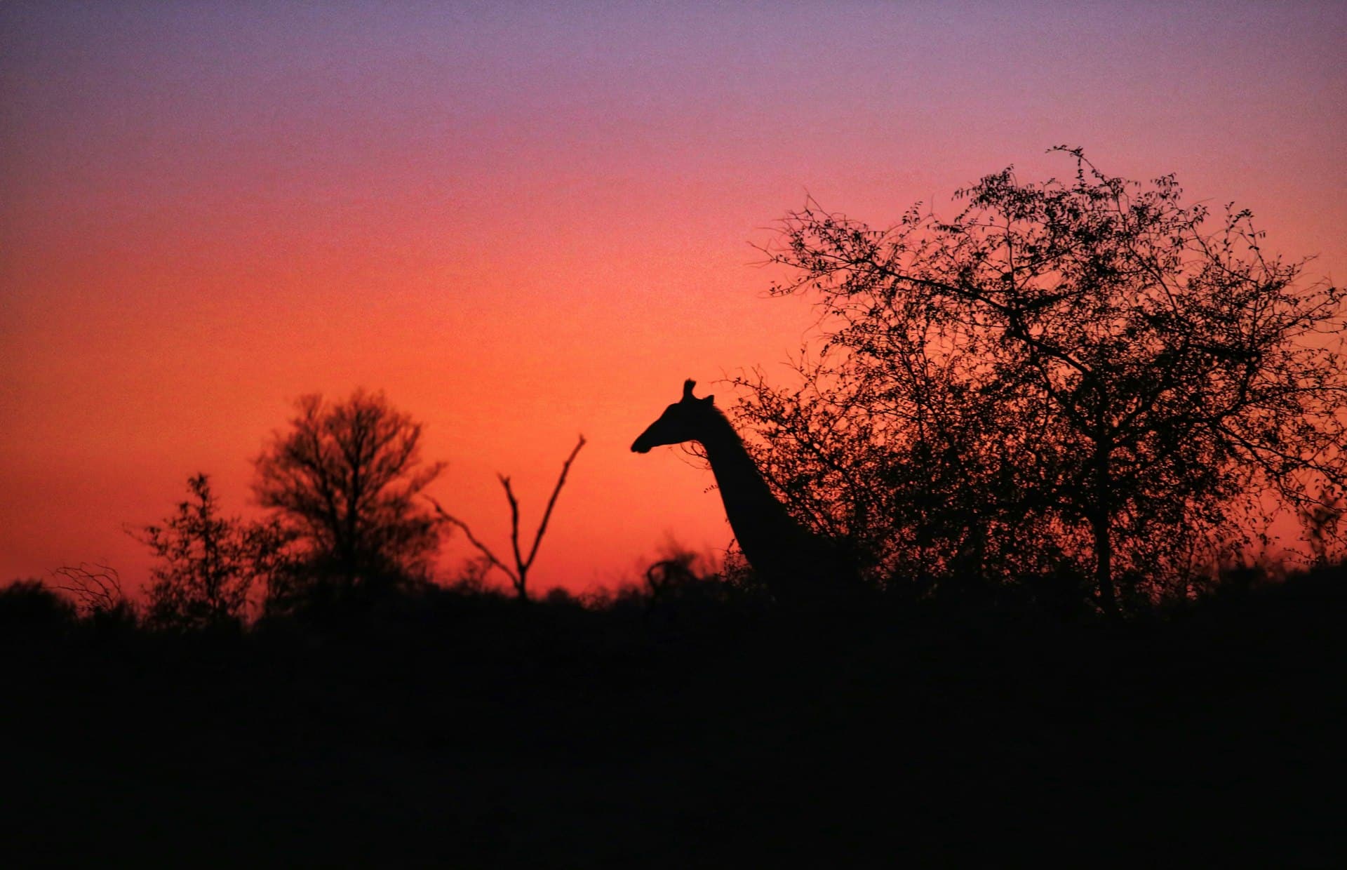 Girafe au coucher du soleil dans le parc Kruger, Afrique du Sud