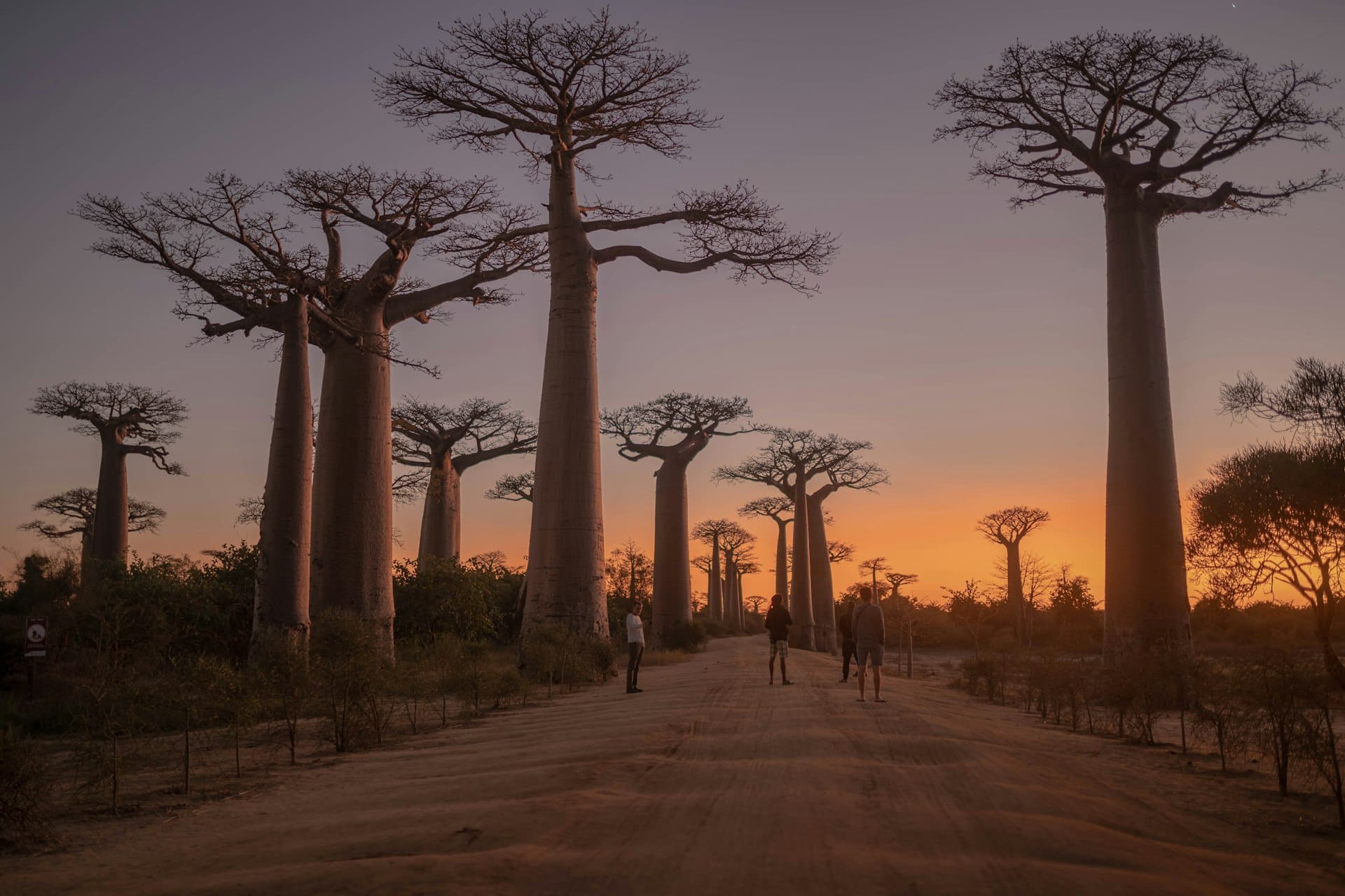 Allée des baobabs au coucher du soleil, Madagascar