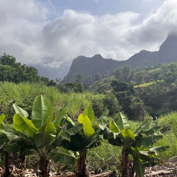 Bananiers et montagnes de la vallée de Paul, Santo Antão, Cap-Vert