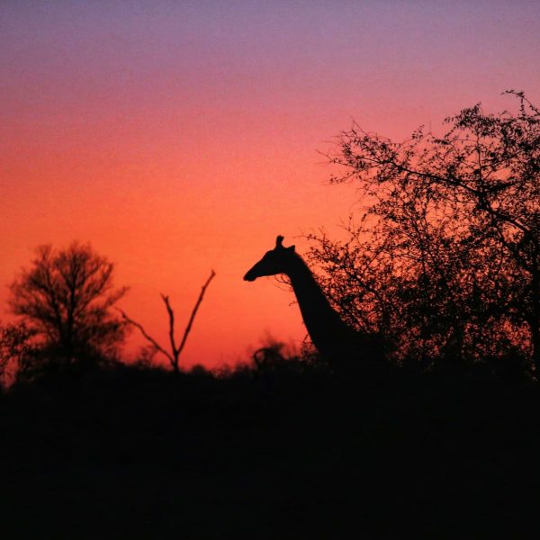 Girafe au coucher du soleil dans le parc Kruger, Afrique du Sud