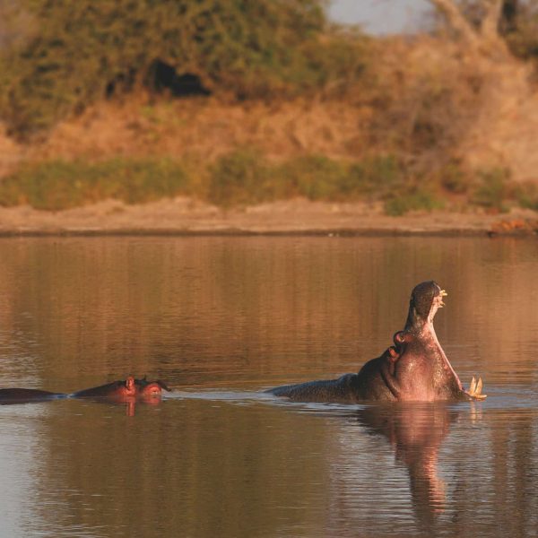 Hippopotame dans une rivière du Kruger, Afrique du Sud