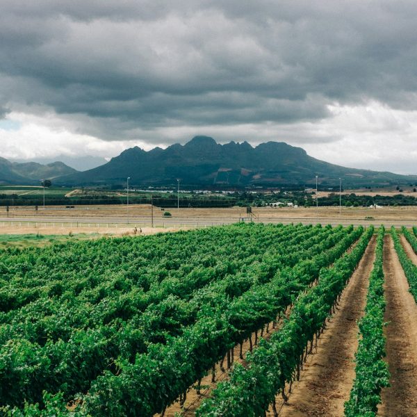 Vignobles au pied des montagnes de Stellenbosch, Afrique du Sud