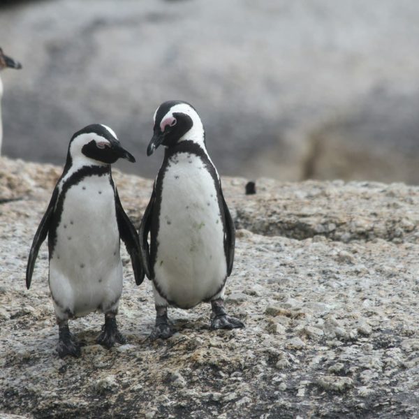 Manchots du Cap sur la plage de Boulders, Afrique du Sud