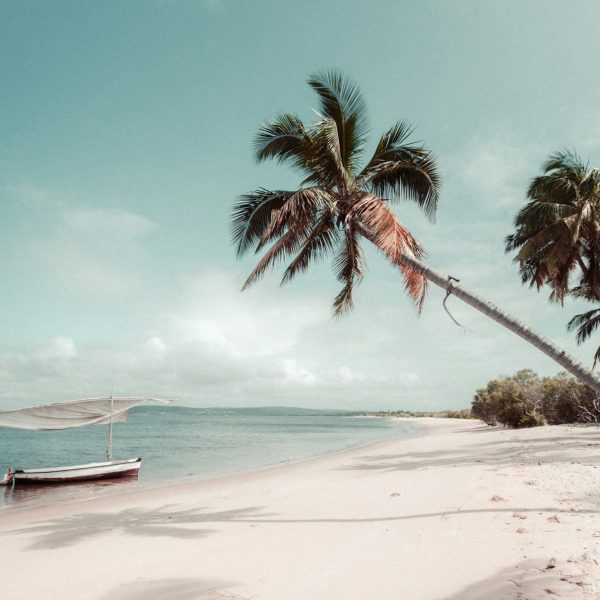 Plage de sable blanc et cocotiers, Mozambique