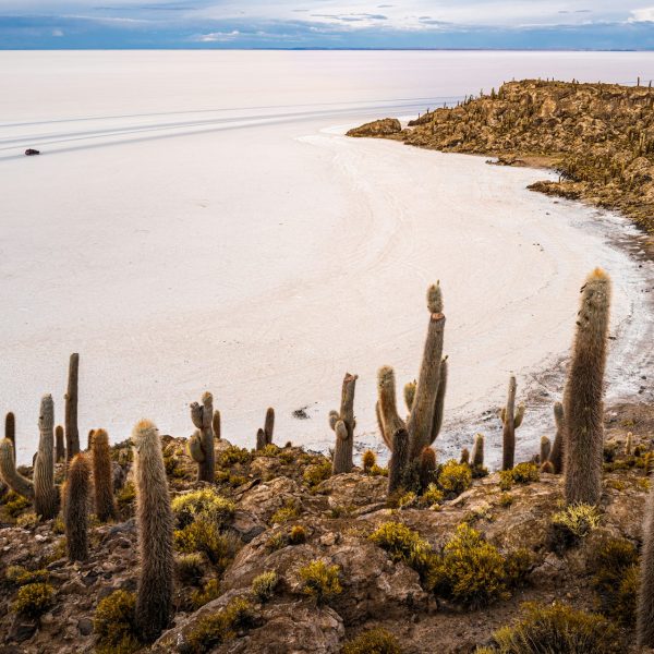 Cactus géants de l'île Incahuasi sur le Salar d'Uyuni, Bolivie