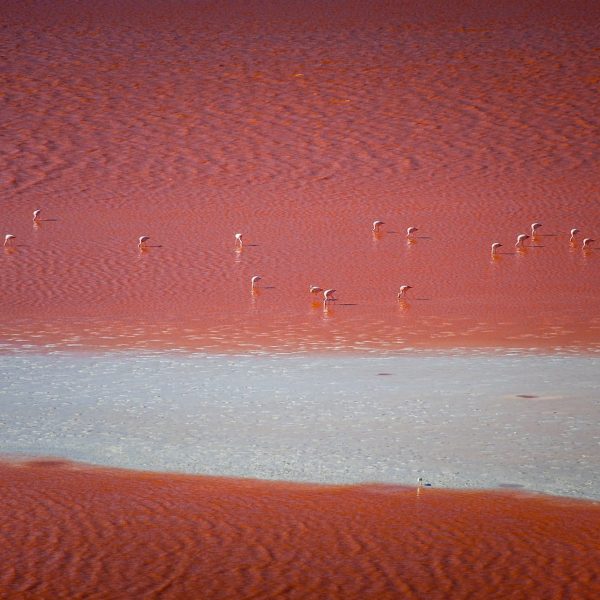 Eaux rouges de la Laguna Colorada, Sud Lipez, Bolivie