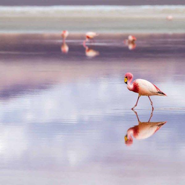 Flamant rose se reflétant dans une lagune de l'Altiplano, Bolivie