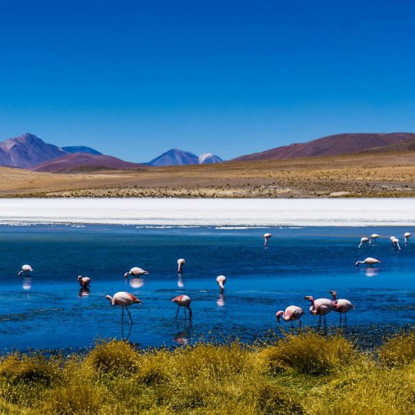 Flamants roses dans une lagune au pied des volcans, Bolivie