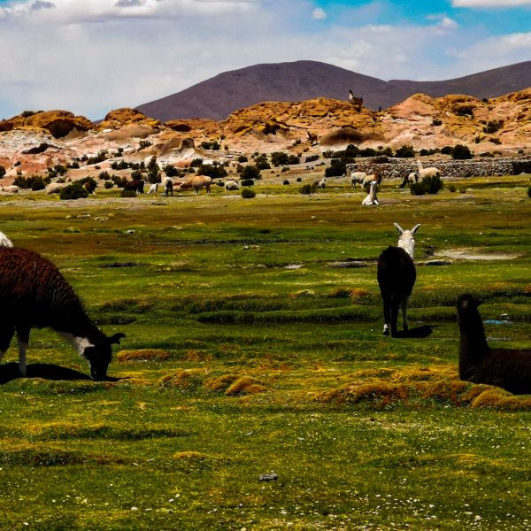 Lamas sur les hauts plateaux de l'Altiplano, Bolivie