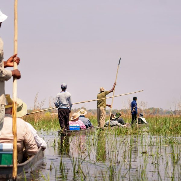 Balade en mokoro dans les roseaux du delta de l'Okavango, Botswana
