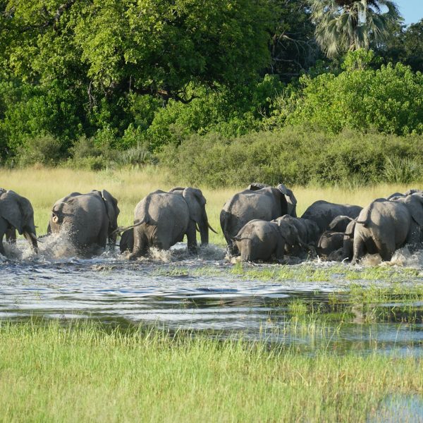 Troupeau d'éléphants traversant un chenal, Botswana