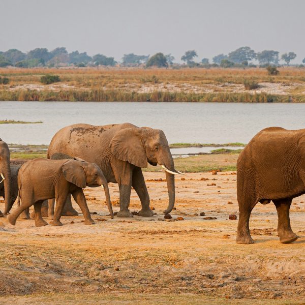 Éléphants au bord de la rivière Chobe, Botswana