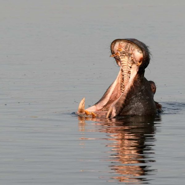 Hippopotame dans les eaux du Chobe, Botswana