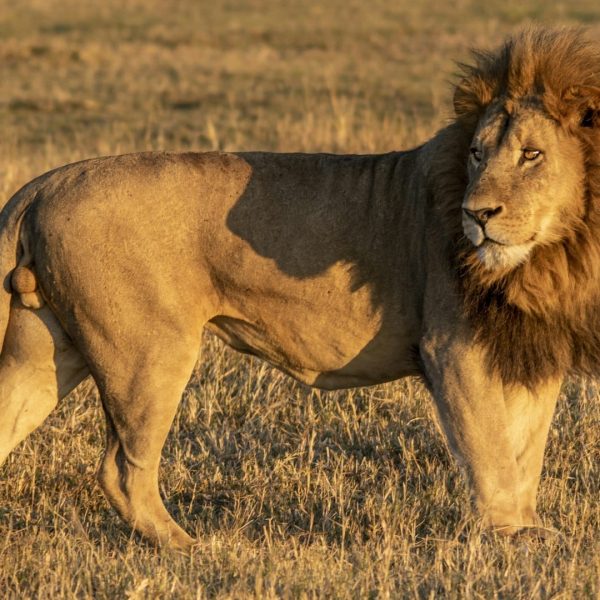 Lion dans la savane, Botswana