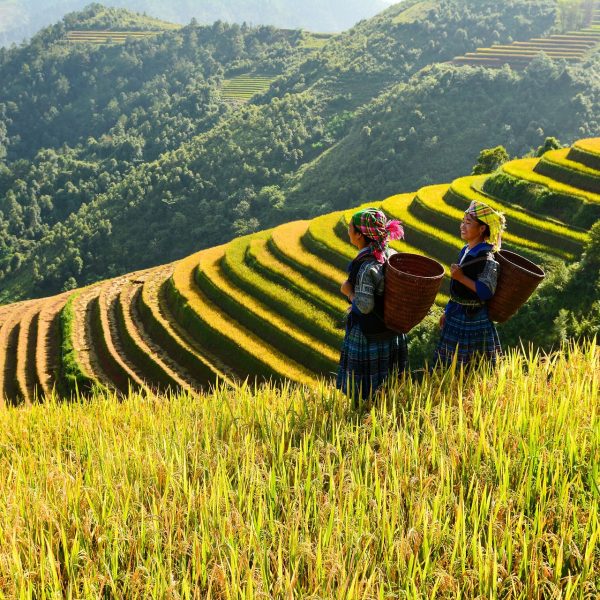 Paysannes dans des rizières en terrasses au coucher du soleil. Vietnam du Nord