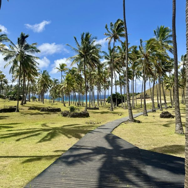 Cocotiers de la plage d'Anakena, île de Pâques, Chili