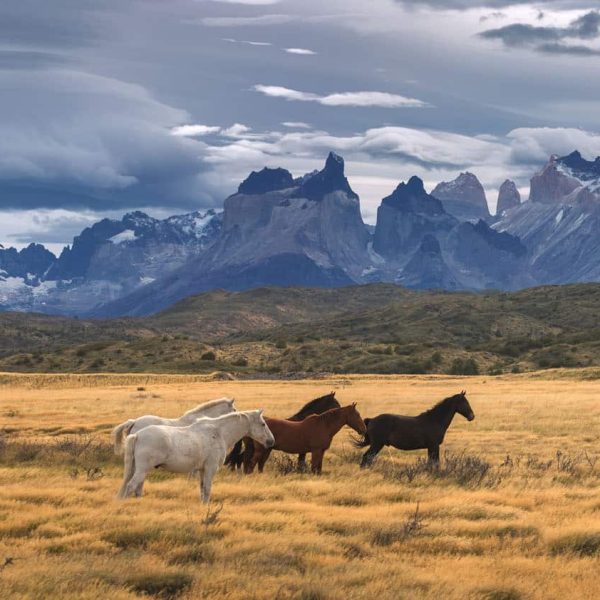 Chevaux sauvages devant les Cuernos du parc Torres del Paine, Patagonie chilienne