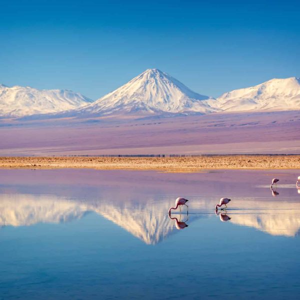 Volcan Licancabur se reflétant dans la lagune Chaxa avec des flamants, Atacama, Chili