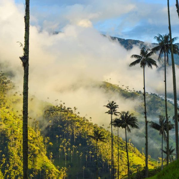 Palmiers à cire géants de la vallée de Cocora dans la brume, Colombie
