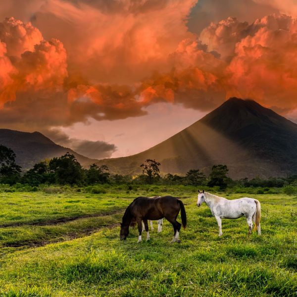Chevaux paissant au pied d'un volcan sous un ciel rougeoyant, Costa Rica