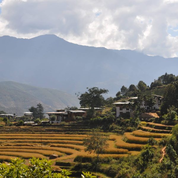 Rizières en terrasses et village dans une vallée du Bhoutan