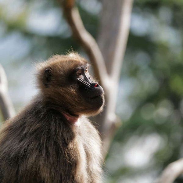 Babouin gelada dans les hauts plateaux, Éthiopie