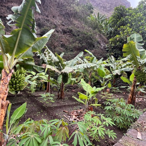 Bananiers et cultures vivrières au pied des montagnes, Santo Antão, Cap-Vert