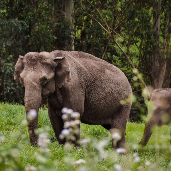 Famille d'éléphants dans la nature, Inde du Sud
