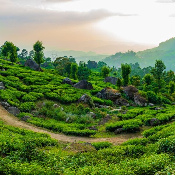 Plantations de thé sur les collines de Munnar, Kerala, Inde du Sud