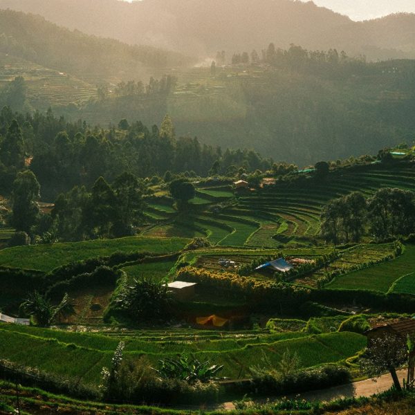 Collines verdoyantes et plantations dans la brume, Inde du Sud