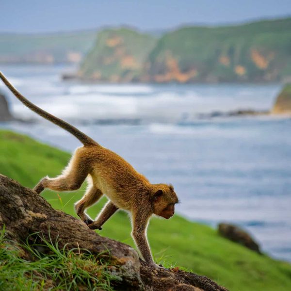 Macaque à longue queue au bord des falaises, Indonésie