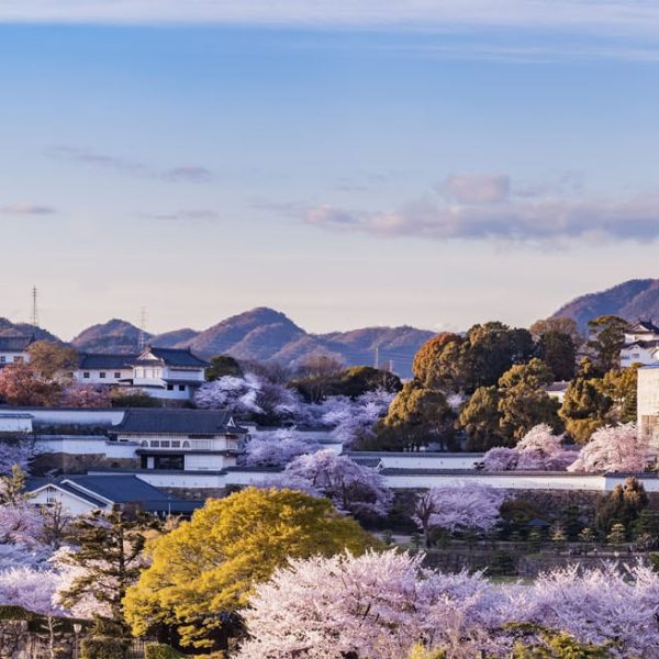 Château de Himeji illuminé pendant la floraison des cerisiers, Japon