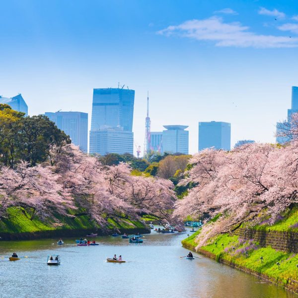 Cerisiers en fleurs et barques au parc Chidorigafuchi, Tokyo, Japon