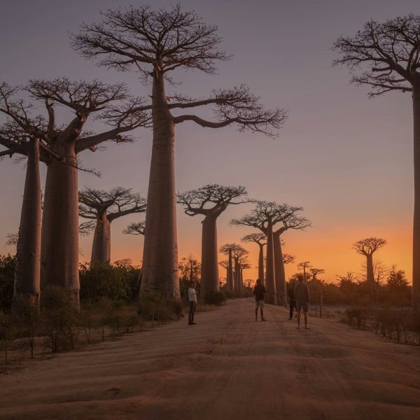Allée des baobabs au coucher du soleil, Madagascar