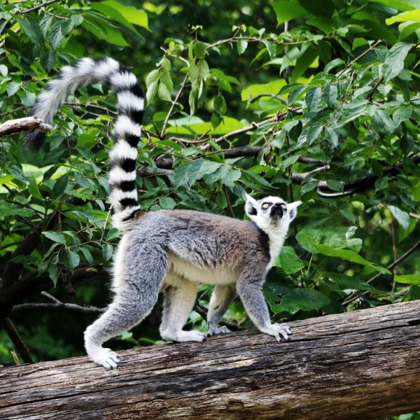 Maki catta dans la forêt, Madagascar