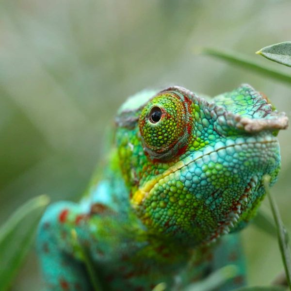 Caméléon coloré sur une branche, Madagascar