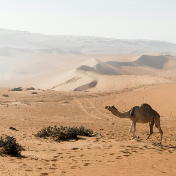 Dromadaire dans les dunes de Wahiba Sands, Oman