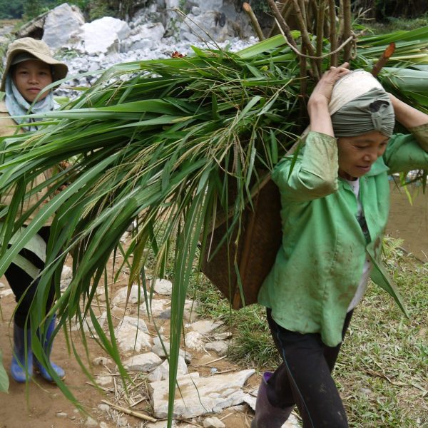 Paysannes dans rizières en terrasses, Nord Vietnam