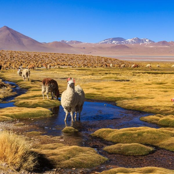 Lamas au bord d'un ruisseau sur l'Altiplano andin