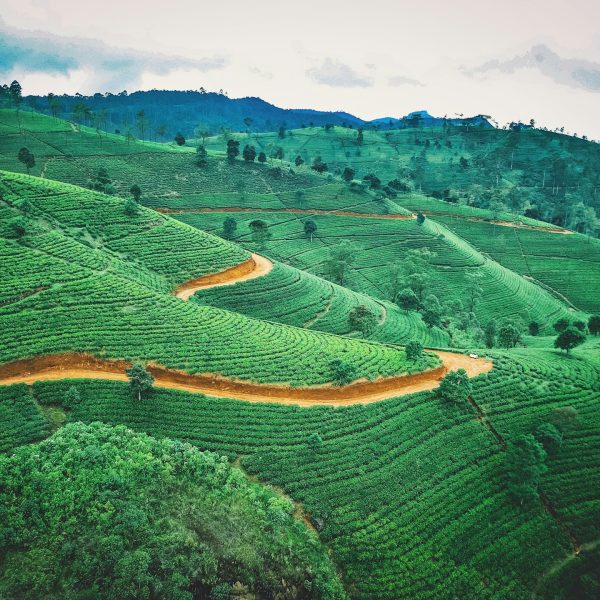 Plantations de thé sur les collines, Sri Lanka