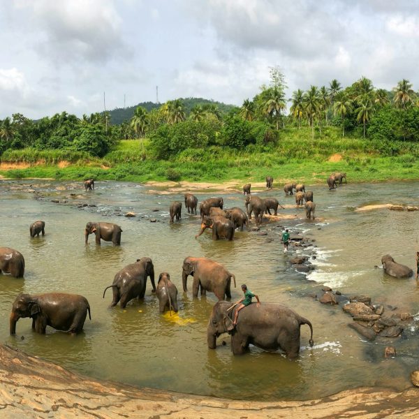 Éléphants sauvages au bord d'une rivière, Sri Lanka