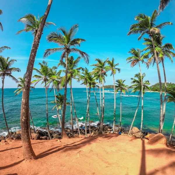 Plage bordée de cocotiers, côte sud du Sri Lanka