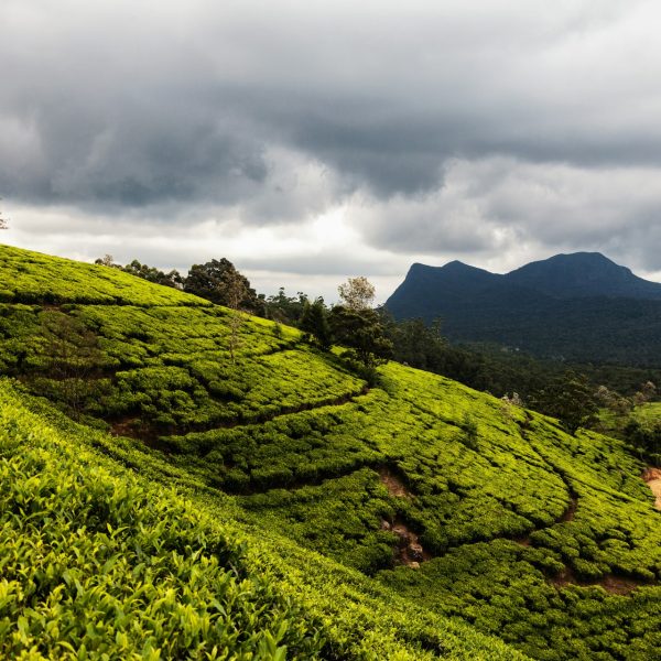 Collines de thé dans la brume, Nuwara Eliya, Sri Lanka