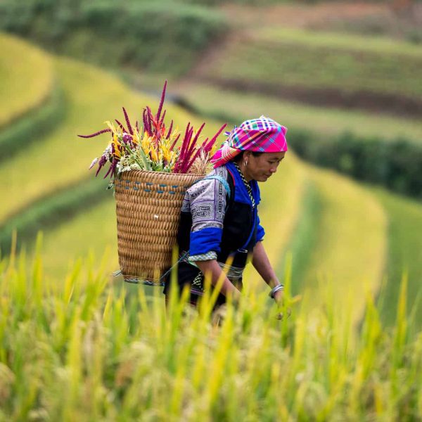 Paysanne hmong dans une rizière en terrasses, Vietnam