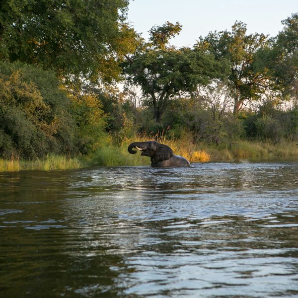 Rives sauvages du fleuve Zambèze, Zambie
