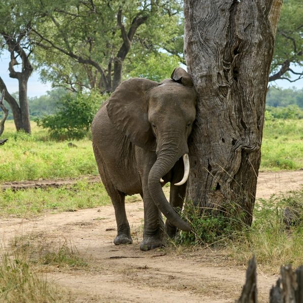 Éléphant dans le parc de South Luangwa, Zambie