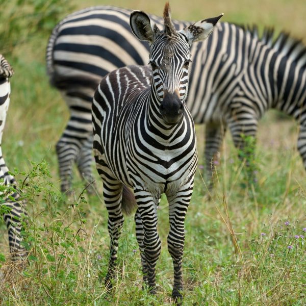 Zèbres dans la brousse de South Luangwa, Zambie