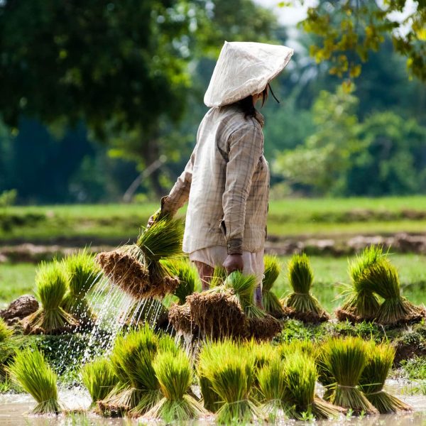 Paysanne repiquant le riz dans une rizière, Laos